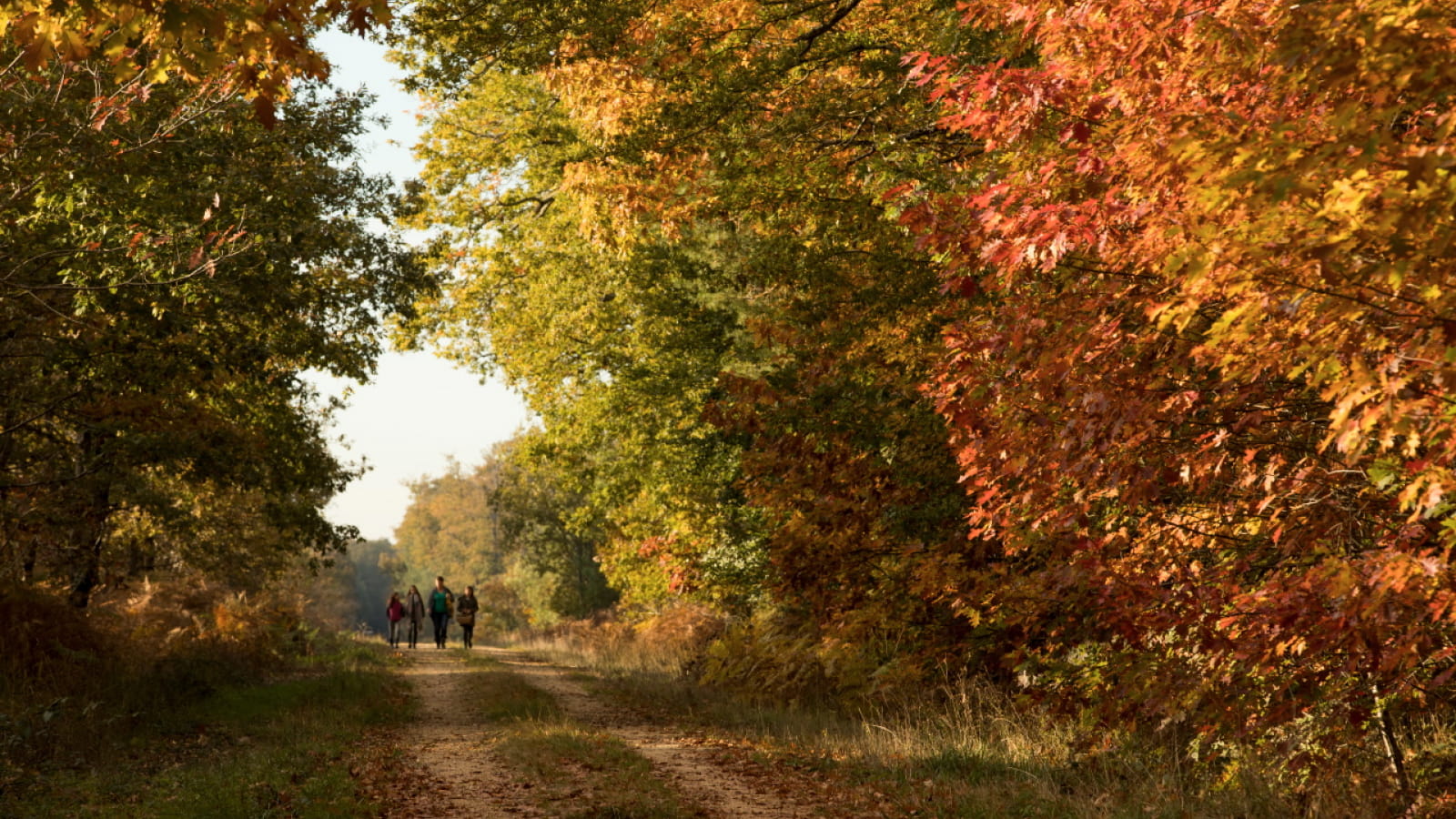 Forêt domaniale de Chinon